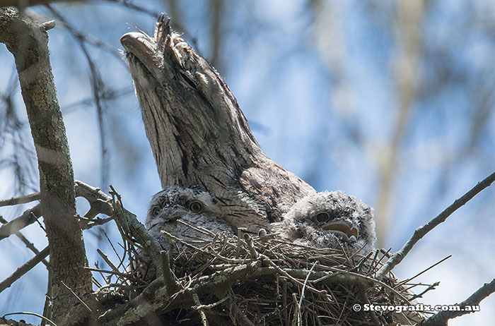 Tawny Frogmouth on nest with fledgelings