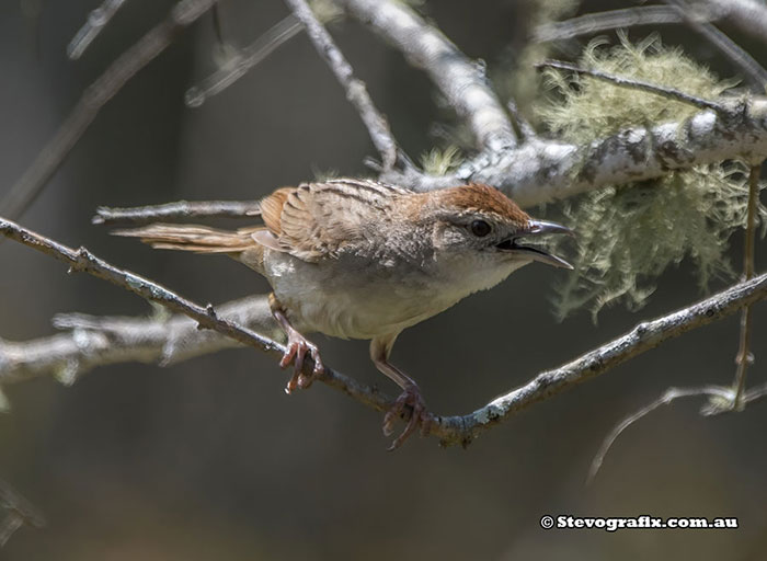 Tawny Grassbird