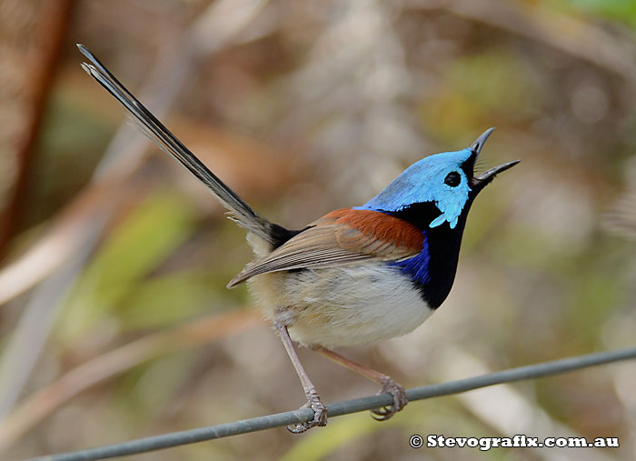 Male Variegated Fairy-wren calling