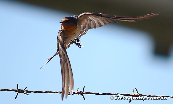 Welcome Swallow - flying