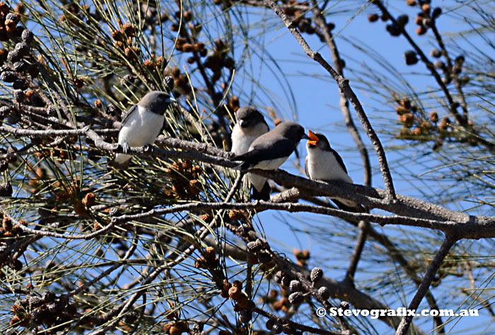 White-breasted Woodswallow Family