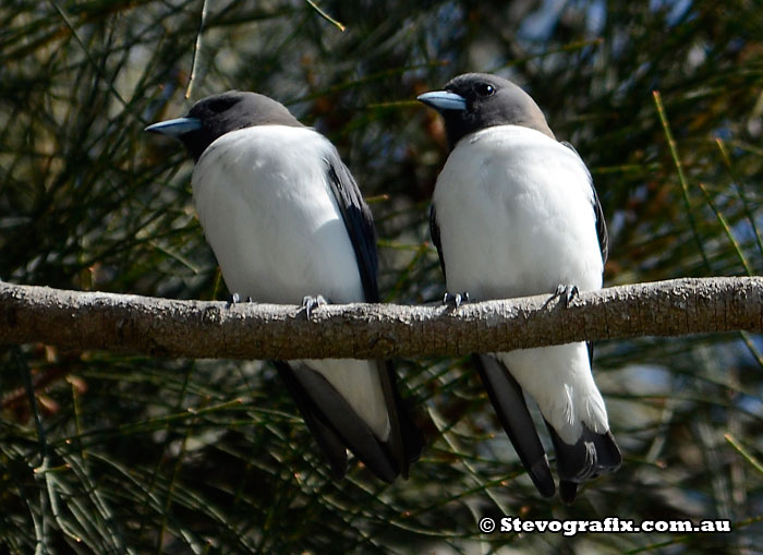 White-brested Wood Swallows