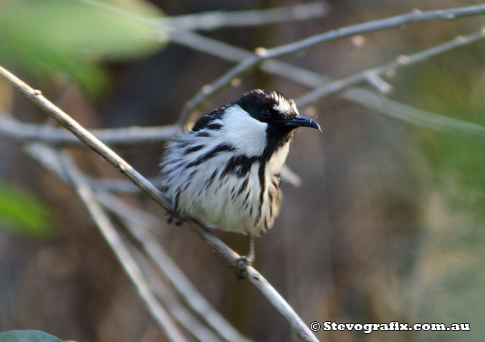 White-cheeked Honeyeater