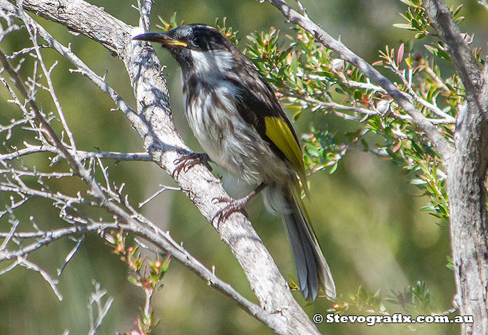 Juvenile White-cheeked Honeyeater