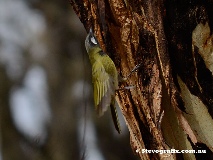 White-eared Honeyeater chasing insects, Little Desert Narional Park, Vic
