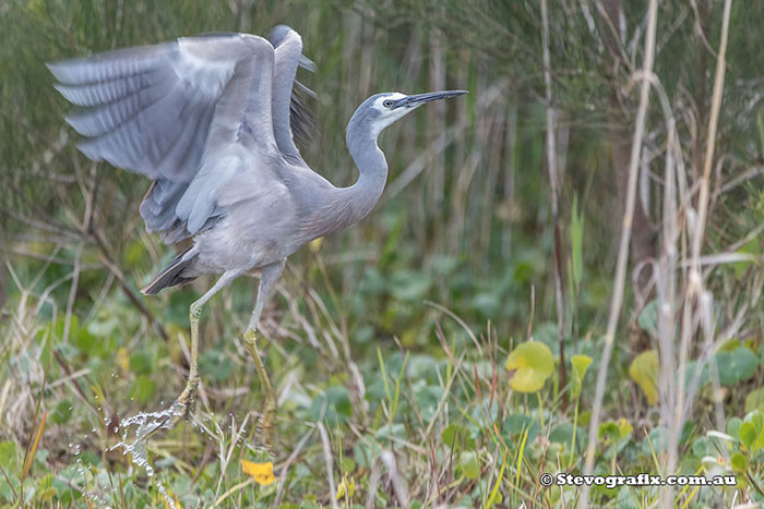 White-faced Heron