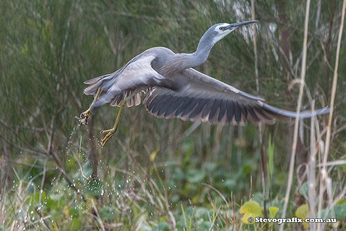 White-faced Heron