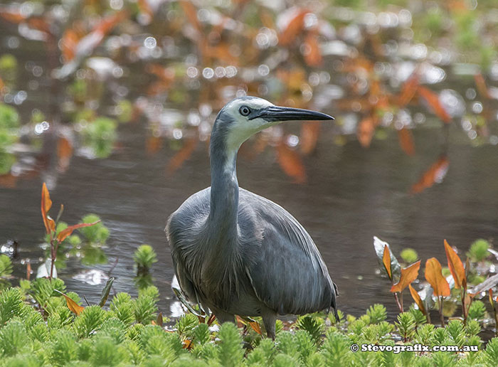 White-faced Heron