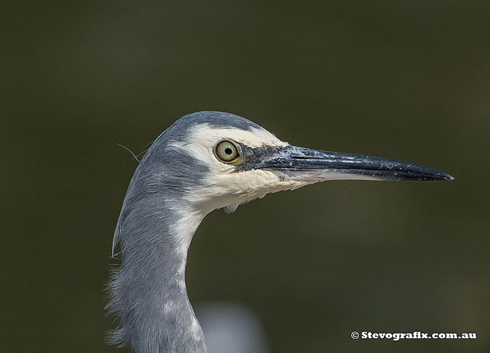 White-faced Heron