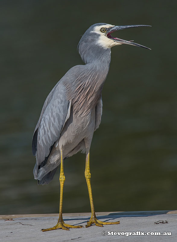 White-faced Heron