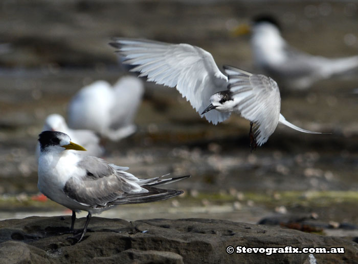 White-fronted Tern flying