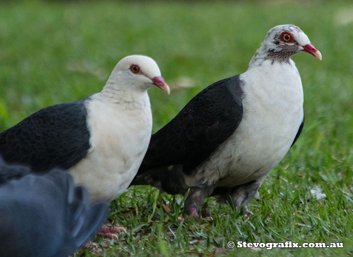 White-headed Pigeons