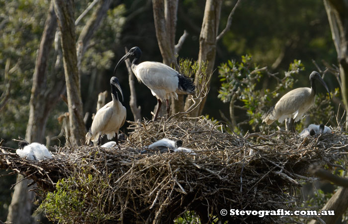 Australian White Ibis Nest Hunter Wetlands