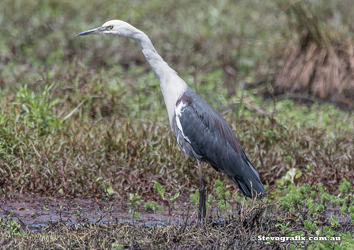 White-necked Heron