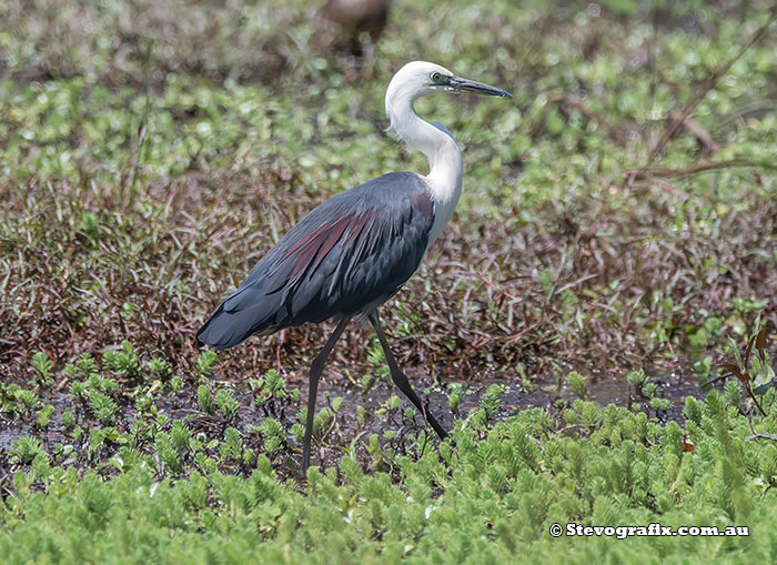 White-necked Heron