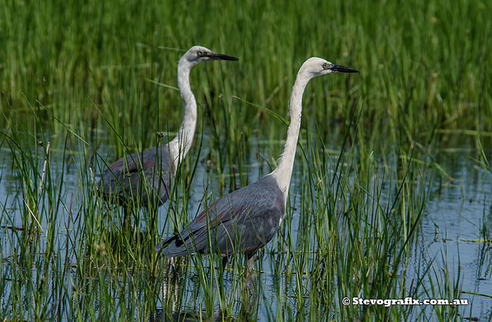 White-necked Heron