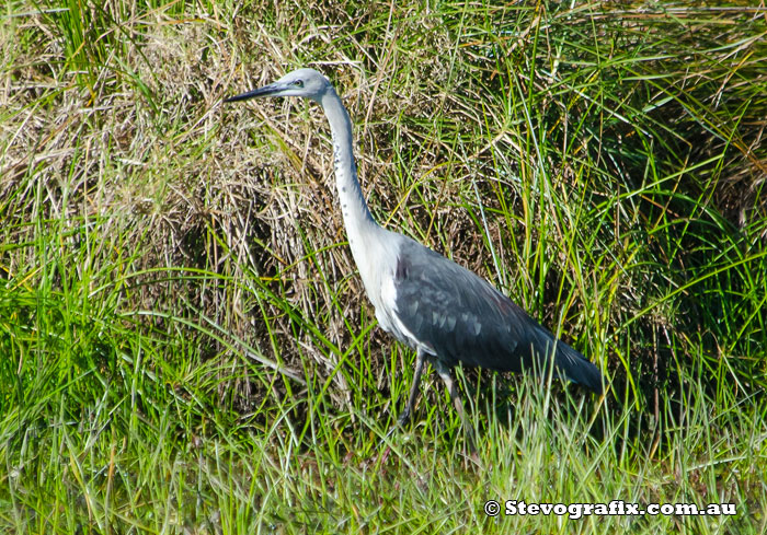 White-necked Heron