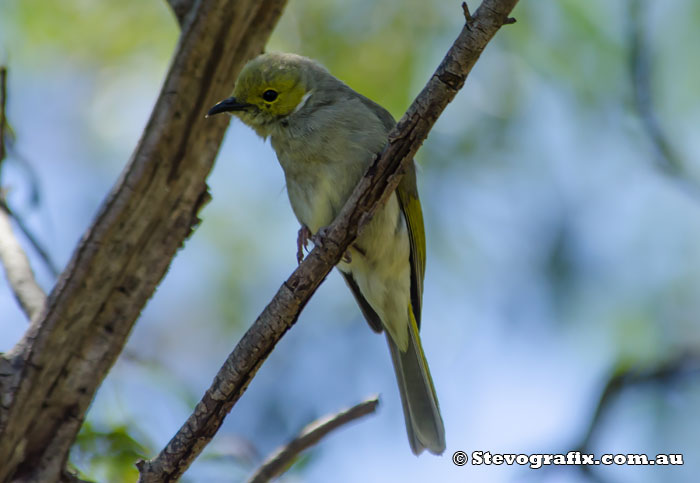 White-plumed Honeyeater