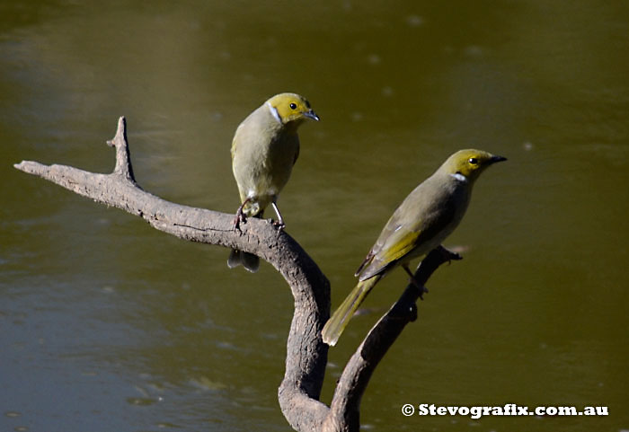 White-plumed Honeyeaters