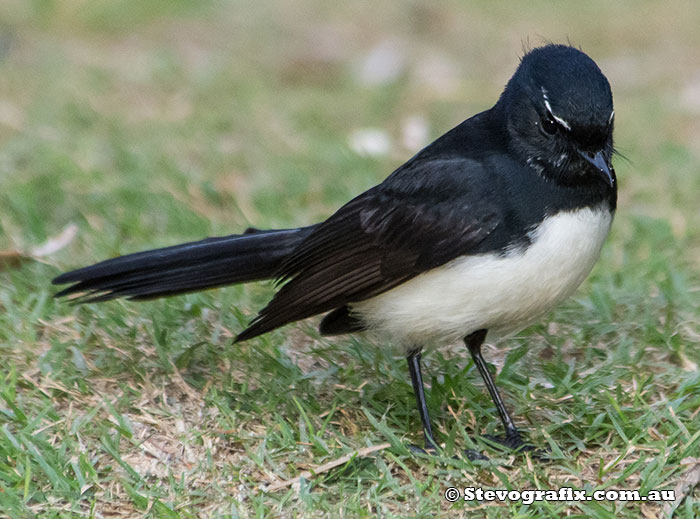 Willlie Wagtail