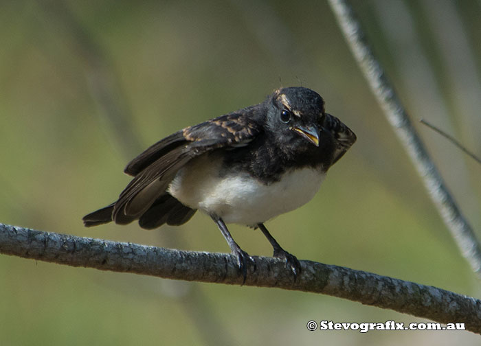 Juvenile Willie Wagtail