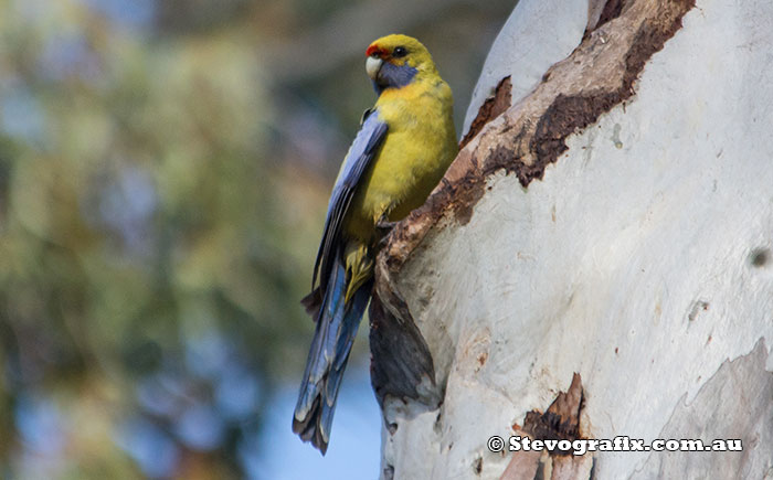 Crimson Rosella - Yellow Rosella sub species.