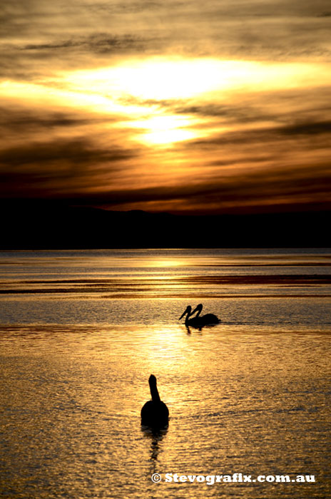 Pelicans at sunset, The Entrance